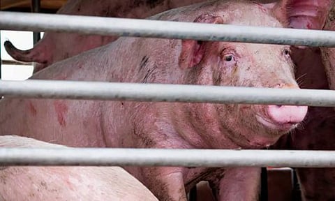 பறவை காய்ச்சலை தொடர்ந்து பன்றி காய்ச்சல்- கேரளாவில் 532 பன்றிகள் அழிப்பு