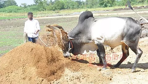 நாமக்கல் மாவட்டத்தில் ஜல்லிக்கட்டு காளைகளுக்கு சிறப்பு பயிற்சி