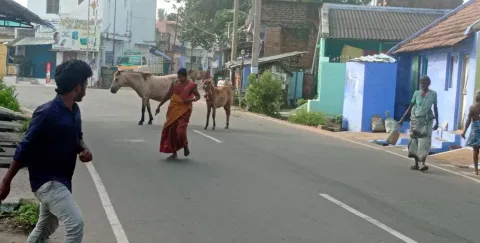 ரோட்டில் சுற்றி திரியும் குதிரைகளால் பொதுமக்கள் அச்சம்