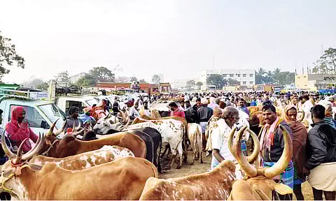 ஊத்தங்கரை வாரச்சந்தையில் ரூ.2 கோடிக்கு மேல் மாடுகள் விற்பனை