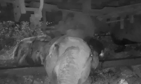 இலங்கையில் ரெயில் மோதி 3 யானைகள் பலி