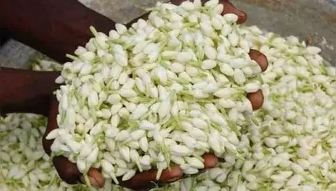 சங்கரன்கோவில் மார்க்கெட்டில் மல்லிகைப்பூ கிலோ ரூ.6 ஆயிரமாக உயர்வு