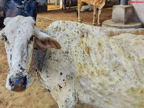கால்நடைகளுக்கு ஏற்படும் தோல் கழலை நோய் குறித்து அச்சப்பட தேவையில்லை