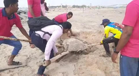 கடல் ஆமைகளை அப்புறப்படுத்துவதை படத்தில் காணலாம்.