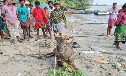 மீட்கப்பட்ட மிளாவை படத்தில் காணலாம்.