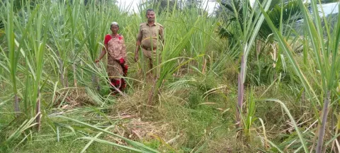கரும்பு பயிர்களை சேதப்படுத்தி காட்டு பன்றிகள் அட்டகாசம்
