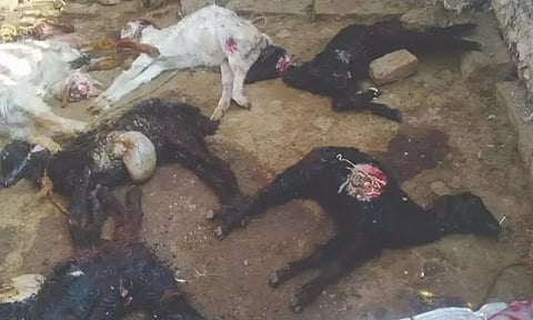 உடுமலை பகுதியில் மர்ம விலங்கு கடித்து 18 ஆடுகள் உயிரிழப்பு