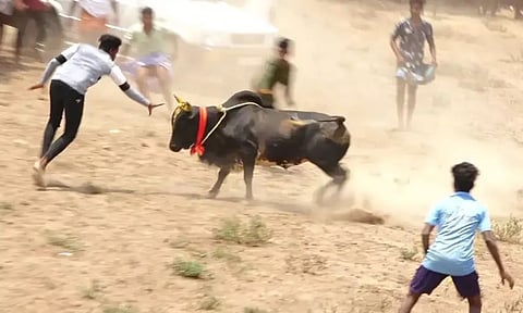 மஞ்சுவிரட்டு போட்டியில் காளை முட்டி ஒருவர் பலி