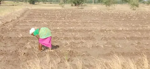 பருத்தி நடவுப்பணியில் ஈடுபடும் விவசாயி.