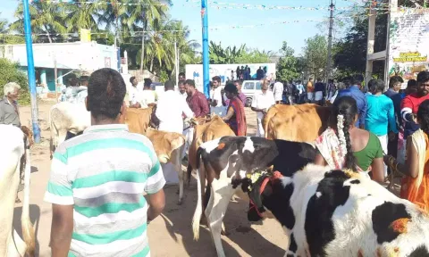 ஊசூரில் வினோத பொங்கல் கொண்டாட்டம் நடந்த காட்சி.