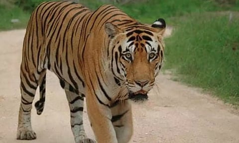 வயநாடு பகுதியில் புலி தாக்கி 2 மாடுகள் பலி