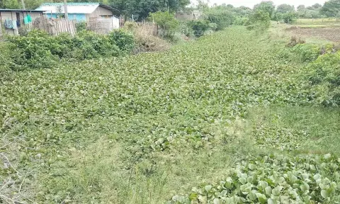 ஆகாயத்தாமரை படர்ந்துள்ள வாய்க்கால்.