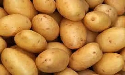 ஊட்டி நகராட்சி மார்க்கெட்டில் உருளைக்கிழங்கு கொள்முதல் விலை உயர்வு