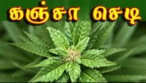 கோழி தீவன அரவை ஆலையில் பயிரிடப்பட்ட கஞ்சா செடி