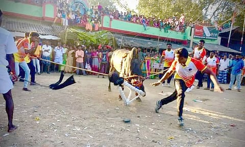 எருதாட்ட விழாவில் சீறிப்பாய்ந்த காளையை படத்தில்  காணலாம்.