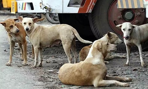 நாய்களை கொடூரமாக கொல்லும் கொள்ளை கும்பல்
