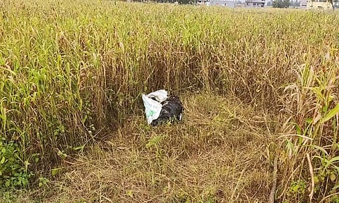 சின்னசேலம் அருகேஇரவில் சுற்றி திரியும் மர்ம விலங்கு,