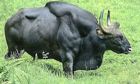 கோப்பு படம்