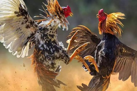 சேவல் சூதாட்டத்தில் ஈடுபட்ட 4 பேர் கைது