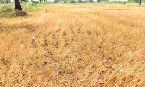 தண்ணீர் வராததால் கருகிய நெற்பயிர்கள்