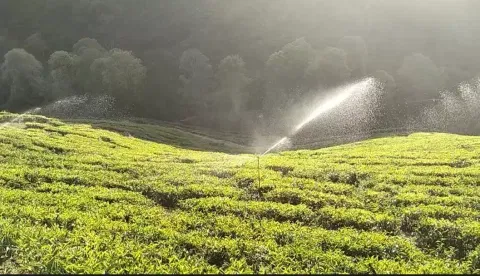 ஸ்பிரிங்ளர் நீர் தெளிப்பான் கருவிகள் மூலம்  தேயிலை செடிகளை பாதுகாக்கும் விவசாயிகள்
