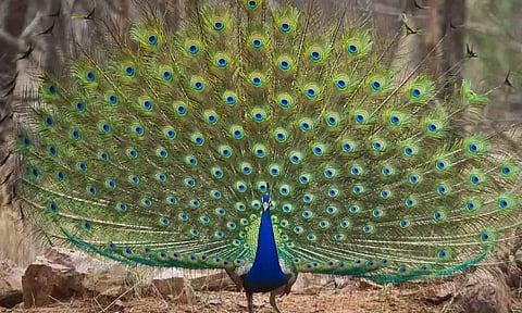 மயில்களுக்கு சரணாலயம் அமைக்க கோரிக்கை