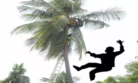 தென்னை மரத்தில் இருந்து தவறி விழுந்து தொழிலாளி பலி