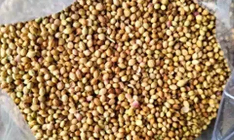 ஒழுங்குமுறை விற்பனை கூடங்களுக்கு கொத்தமல்லி வரத்து அதிகரிப்பு