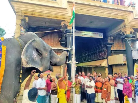 நெல்லையப்பர் கோவில் முன்பு ஏற்றப்பட்ட தேசிய கொடிக்கு காந்திமதி யானை மரியாதை செலுத்திய காட்சி.