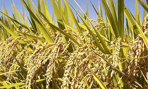 முறையாக பராமரிக்கப்படாத 2,250 கிலோ நெல்விதை விற்க தடை