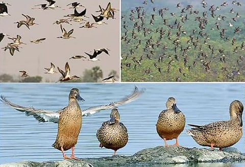 புதுக்கோட்டை மாவட்ட வனத்துறை சார்பில் 20 ஈர நிலங்களில் பறவைகள் கணக்கெடுக்கும் பணி