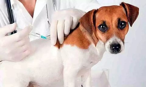 தஞ்சை மாதாக்கோட்டையில், நாளை வெறிநோய் தடுப்பூசி முகாம்