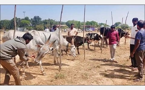 திம்மசந்திரம் கிராமத்தில் உள்ள கால்நடை சந்தையை படத்தில் காணலாம்.