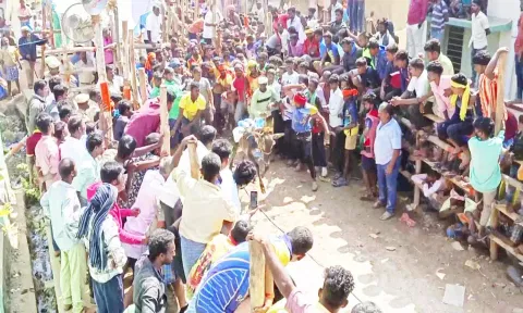 மாடு விடும் விழாவில் சீறிப்பாய்ந்து ஓடிய காளைகள்.