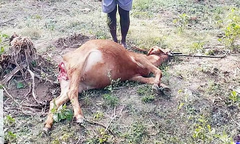 பசுமாட்டை அடித்து கொன்ற சிறுத்தை