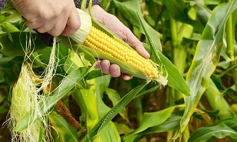 தொழிலாளர்கள் தட்டுப்பாடு - மக்காச்சோள அறுவடை பணிகள் பாதிப்பு