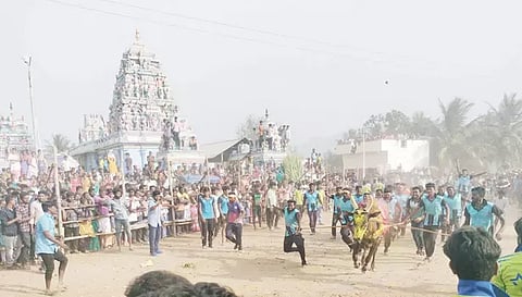 கருக்கல்வாடியில் நடந்த எருதாட்டத்தில் பாய்ந்து வந்த காளையை படத்தில் காணலாம்.