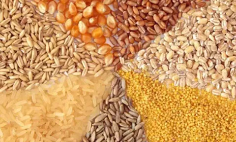 அத்தியாவசிய ஊட்டச்சத்துக்கள் சிறுதானியங்களில் அதிக அளவு உள்ளது - கருத்தரங்கில் அதிகாரி பேச்சு