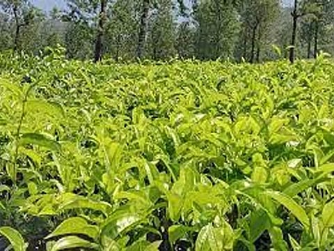 நீலகிரி பச்சை தேயிலை விலை ரூ.18.58 ஆக நிர்ணயம்