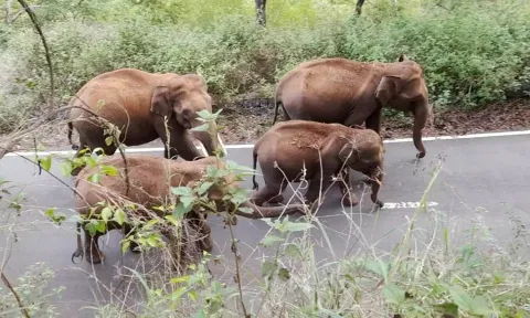 ஒரே இடத்தில் 60 காட்டுயானைகள் முகாம்- 10 கிராம மக்களுக்கு வனத்துறையினர் எச்சரிக்கை