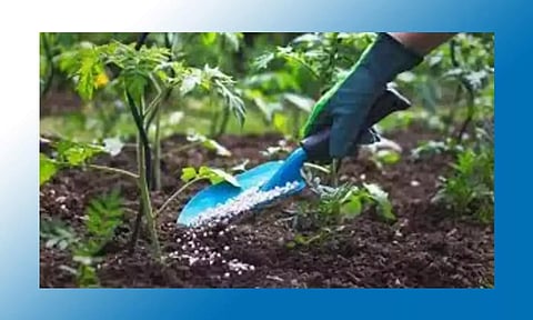 தோட்டக்கலை துறை இயக்குனர் ஆய்வு