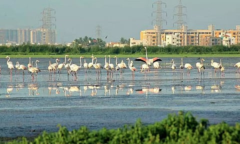 பள்ளிக்கரணை சதுப்பு நில ஏரி தண்ணீரில் மைக்ரோ பிளாஸ்டிக் துகள்கள்- ஆய்வில் அதிர்ச்சி தகவல்