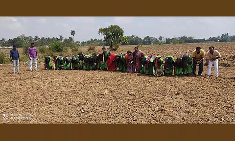 வாழ்ந்து காட்டுவோம் திட்டம்-  மகளிர் குழுவினர் பச்சை பயிர் சாகுபடி செய்தனர்