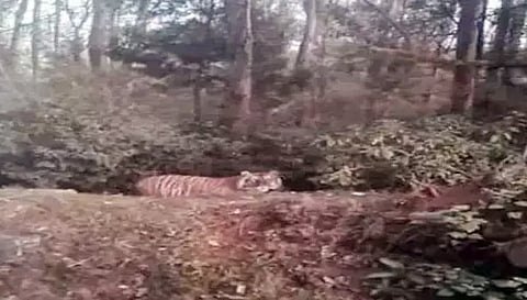 ஊட்டி மார்லி மந்து அணை பகுதியில் புலி நடமாட்டம்- பொதுமக்கள் அச்சம்