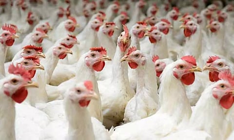 நாமக்கல் மண்டலத்தில் கறிக்கோழி விலை மேலும் 5 ரூபாய் உயர்வு