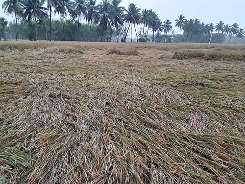 தண்ணீரில் மூழ்கிய நெற்பயிர்கள்