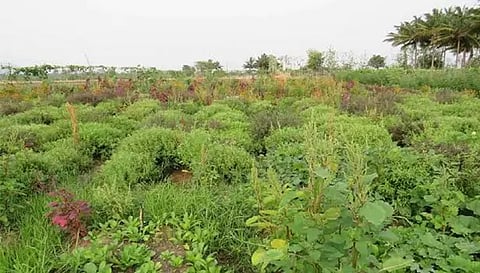 மூலிகை தோட்டம் அமைக்க மானிய விலையில் இடுபொருட்கள்