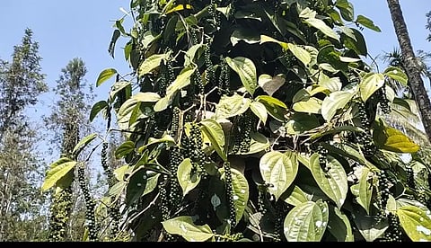 கோத்தகிரியில் குறுமிளகு விளைச்சல் அதிகரிப்பு