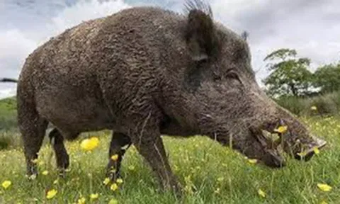 சீர்காழி பகுதிகளில் பயிர்களை சேதப்படுத்தும் பன்றிகள்