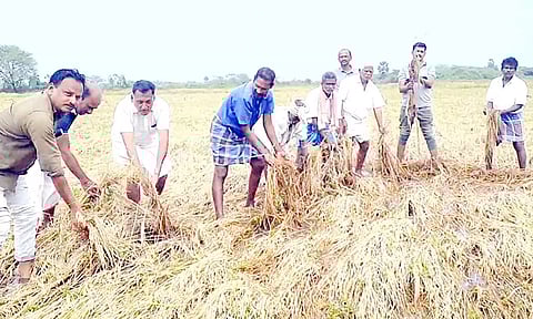 மழையால் பாதிக்கப்பட்டுள்ள நெல் வயல்கள்.